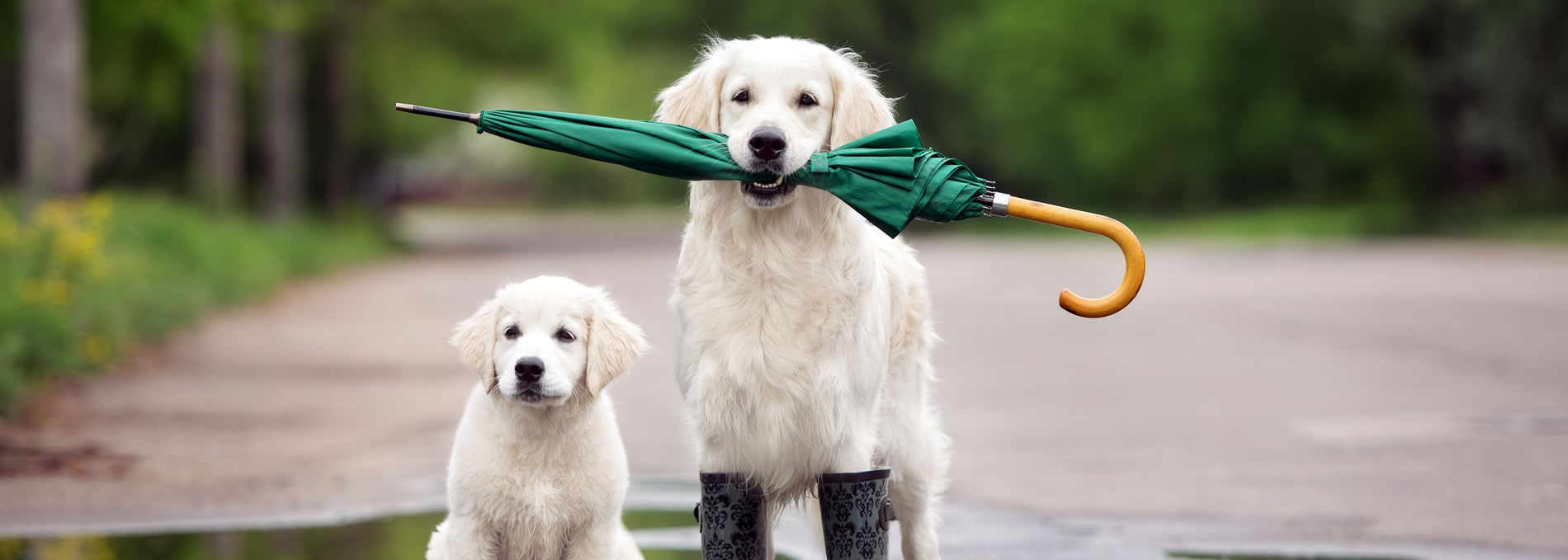 Pet Friendly Hotel Offers & Holiday Deals